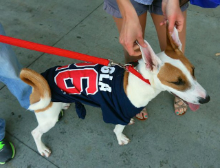 Illustration for article titled Here's A Dog Dressed As A Hot Dog, Eating A Hot Dog